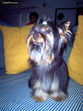 La foto del perro Georgio Foto del perro Georgio