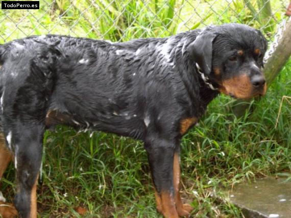 Foto del perro Black