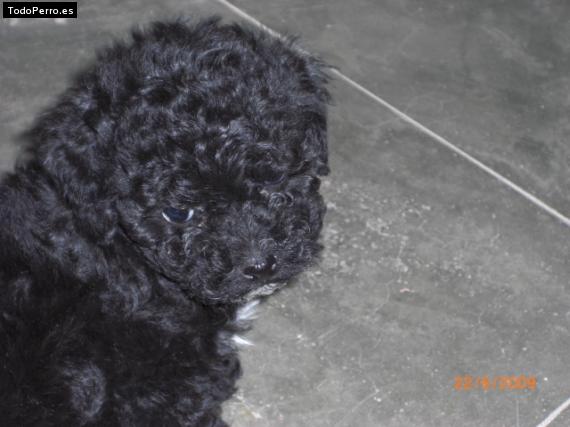 Foto del perro Shiny