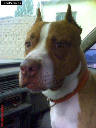 Foto del perro Memo herdez