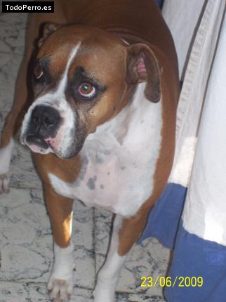 Foto del perro Chita