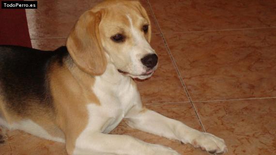 La foto del perro Wally Foto del perro Wally