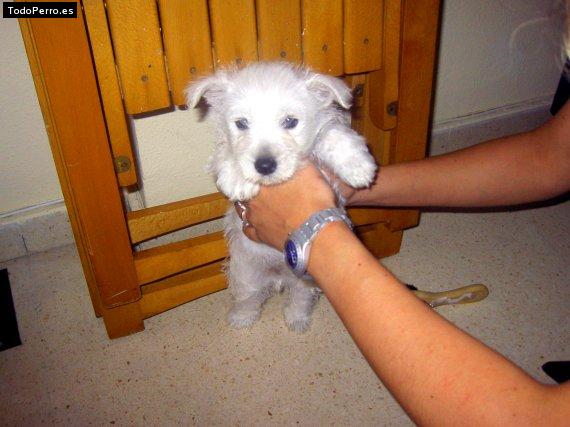 Foto del perro Sury