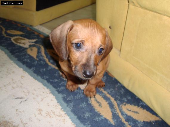 Foto del perro Sacarias