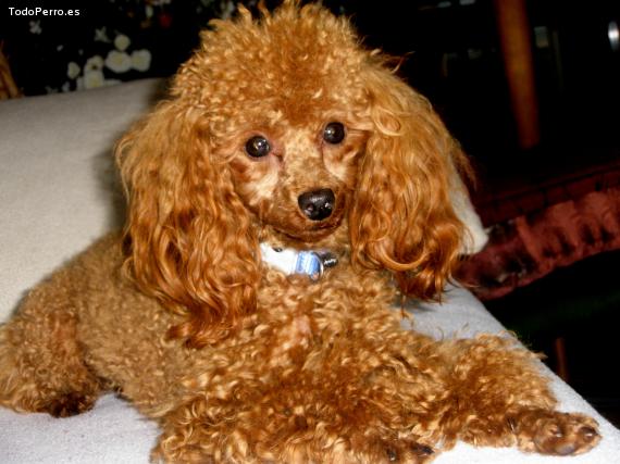 La foto del perro Epi Foto del perro Epi