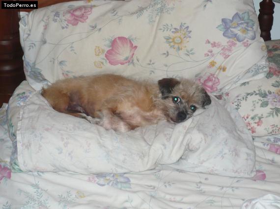 Foto del perro Colita