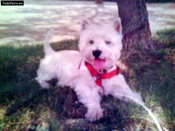 Foto del perro Sami