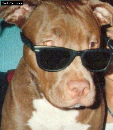 Foto del perro Charlotte