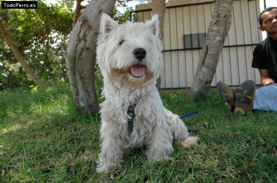 Foto del perro Clifford