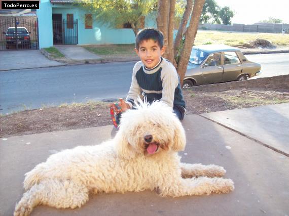 La foto del perro Juniors Foto del perro Juniors
