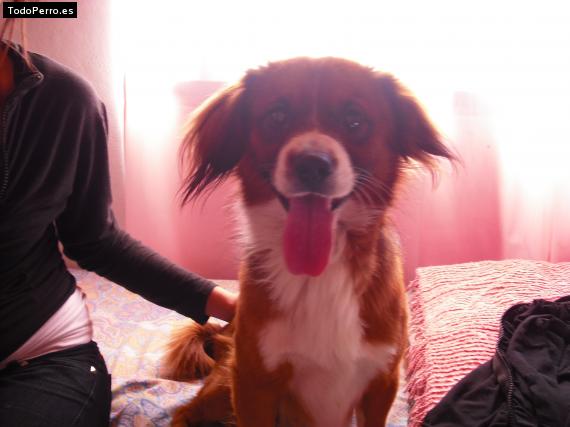 Foto del perro Ratin