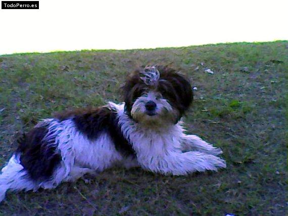 Foto del perro Milka
