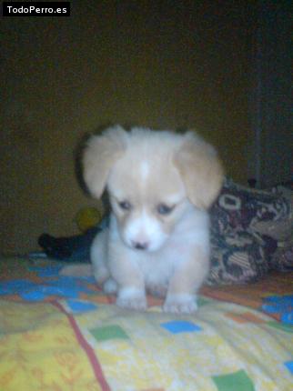 Foto del perro Estrella