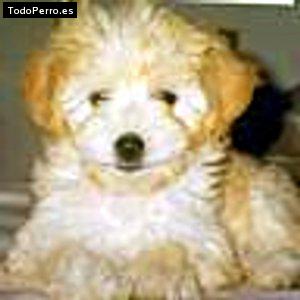 Foto del perro Sandi