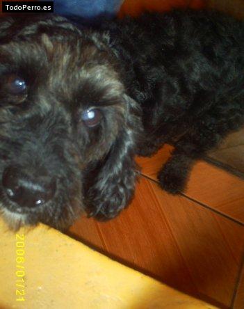 La foto del perro Lucas Foto del perro Lucas