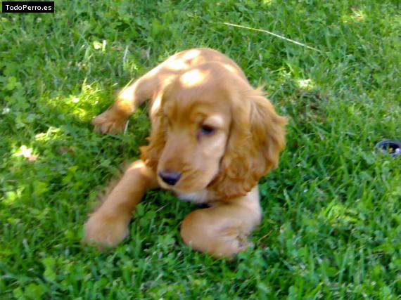 La foto del perro Ron Foto del perro Ron