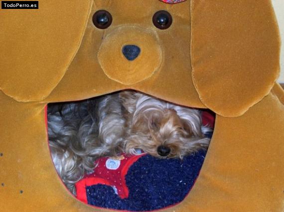 La foto del perro Mollimo Foto del perro Mollimo