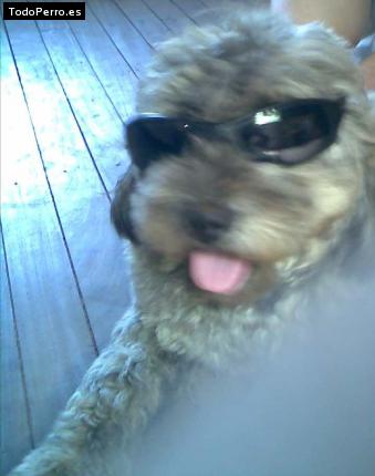 Foto del perro Clarky