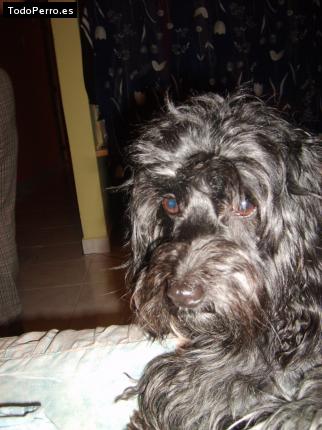 Foto del perro Coffe