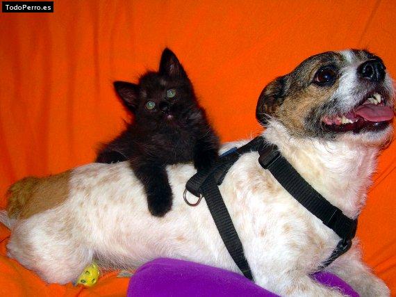 Foto del perro Mongui