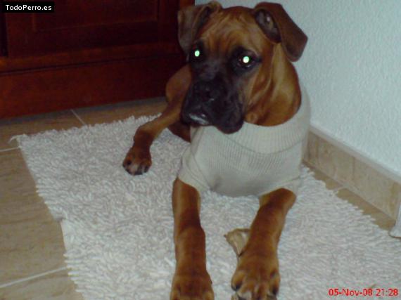 Foto del perro Hugo