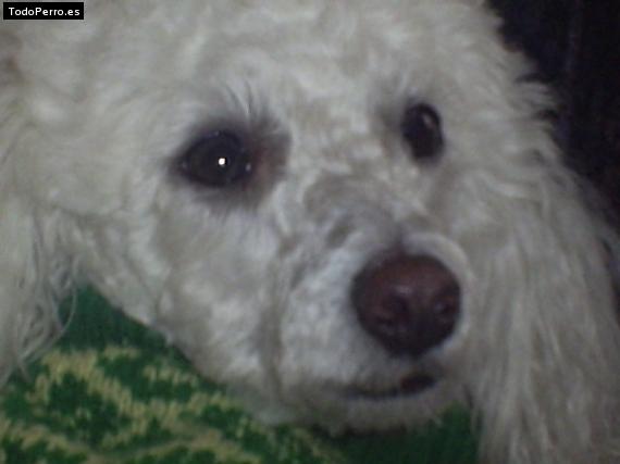 La foto del perro Julieta Foto del perro Julieta
