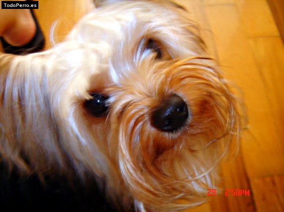 Foto del perro Scooby