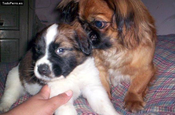 Foto del perro Tango