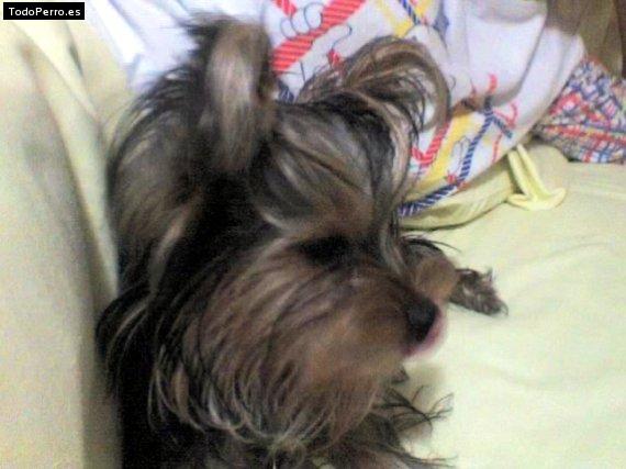 Foto del perro Sussy