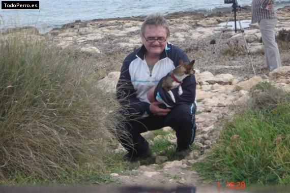 La foto del perro Peky Foto del perro Peky