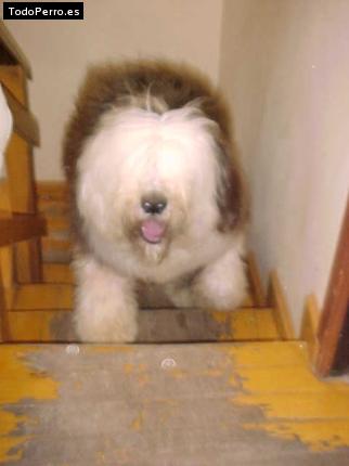 La foto del perro Ruffo Foto del perro Ruffo