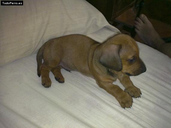 Foto del perro Hugo