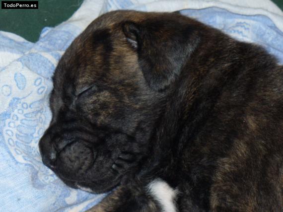 Foto del perro Rudolf