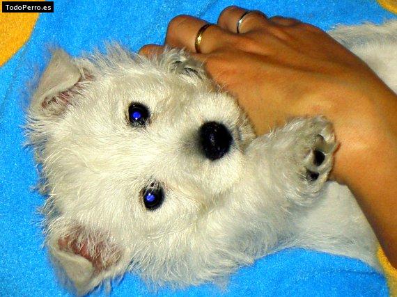 Foto del perro Sury
