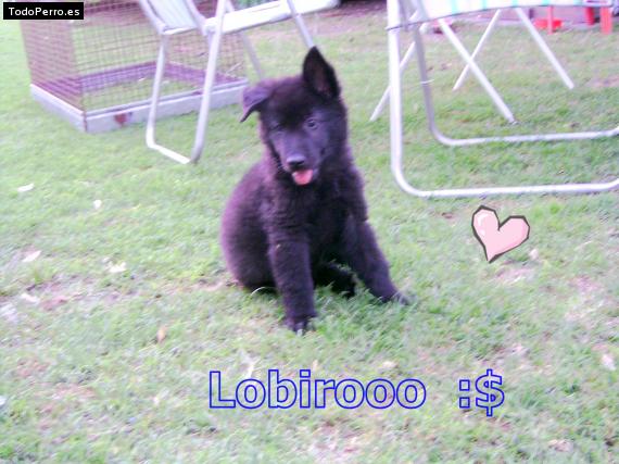 Foto del perro Lobiro