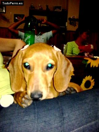 Foto del perro Huma