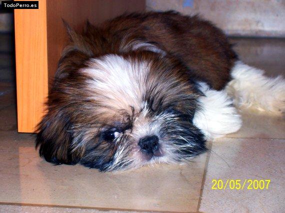 Foto del perro Coco