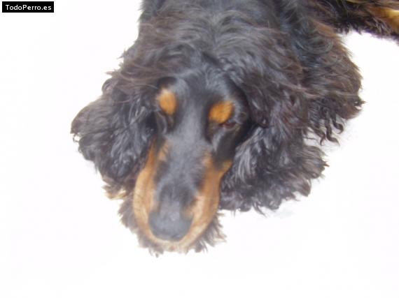 La foto del perro Polo Foto del perro Polo