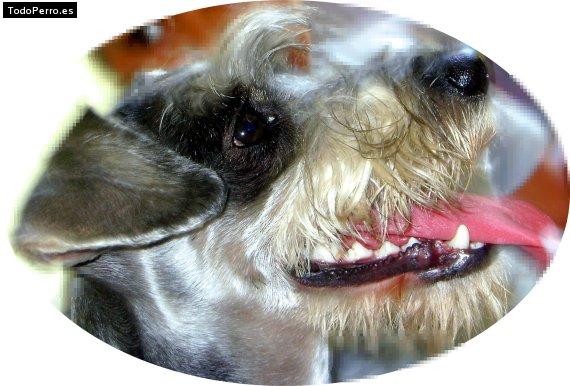 La foto del perro