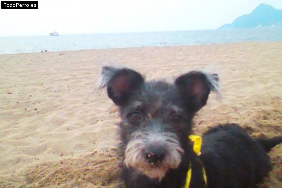 La foto del perro Pimmy Foto del perro Pimmy