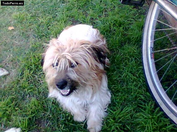 La foto del perro Roky Foto del perro Roky