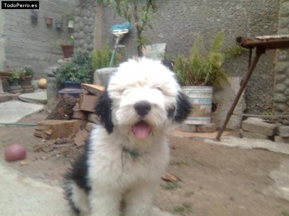 La foto del perro Jeppeto Foto del perro Jeppeto