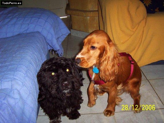 Foto del perro Scoty y luna