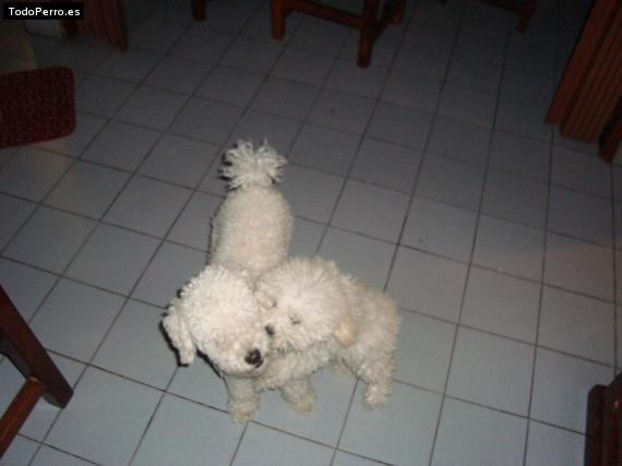 Foto del perro Cielo y rocki