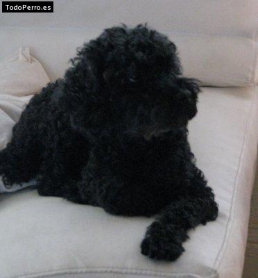 La foto del perro Wolli Foto del perro Wolli