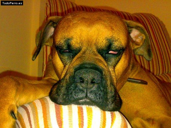 Foto del perro Sheila