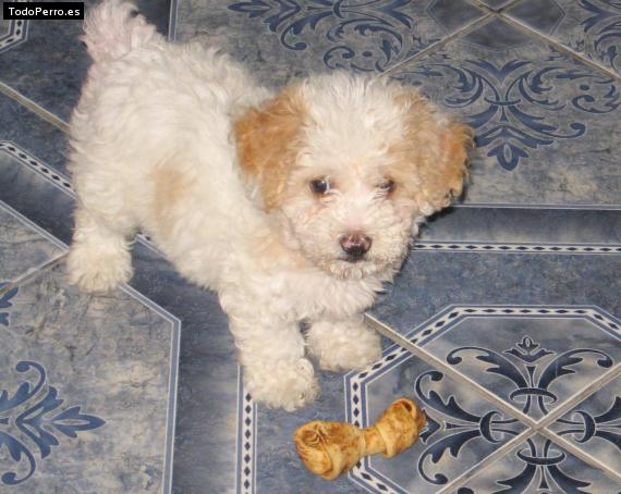 La foto del perro Estrella Foto del perro Estrella