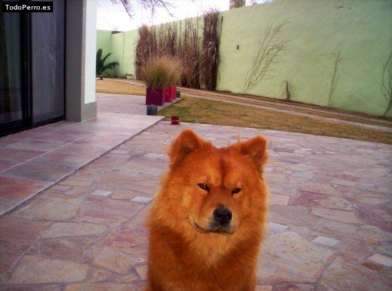 La foto del perro Mori Foto del perro Mori