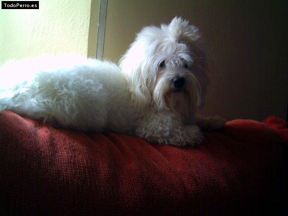 Foto del perro Snoopy