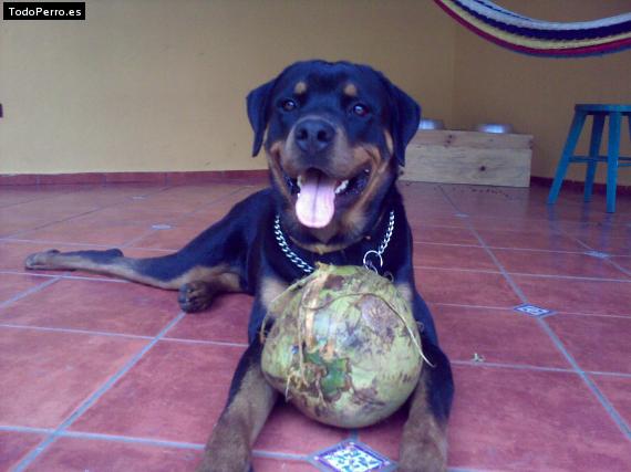 La foto del perro